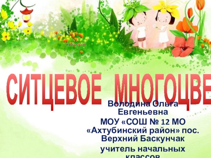 СИТЦЕВОЕ  МНОГОЦВЕТЬЕВолодина Ольга ЕвгеньевнаМОУ «СОШ № 12 МО «Ахтубинский район» пос. Верхний Баскунчакучитель начальных классов