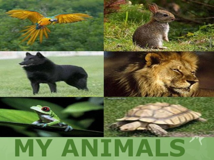 MY ANIMALS