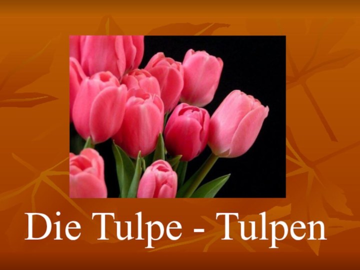 Die Tulpe - Tulpen