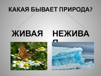 Презентация Разнообразие растений презентация к уроку по окружающему миру (3 класс)