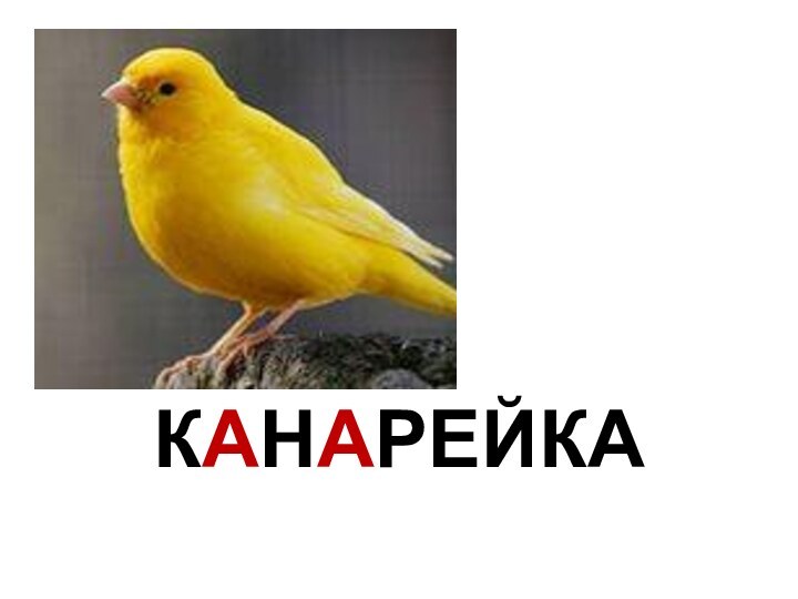 КАНАРЕЙКА