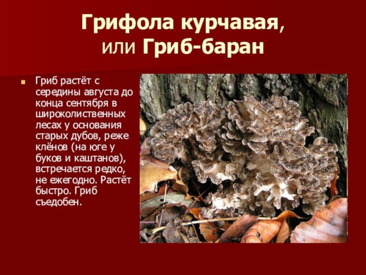 Грифола курчавая,  или Гриб-баранГриб растёт с середины августа до конца сентября