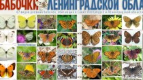 Бабочки Ленинградской области презентация к уроку по окружающему миру (2, 3, 4 класс)