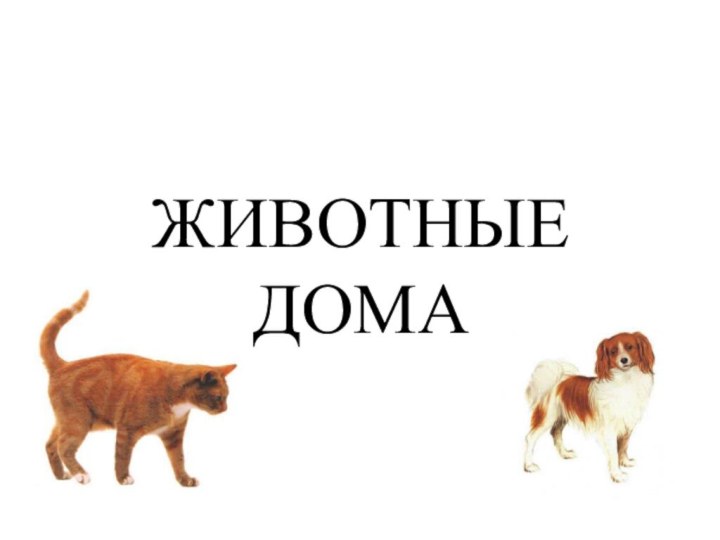 ЖИВОТНЫЕ  ДОМА