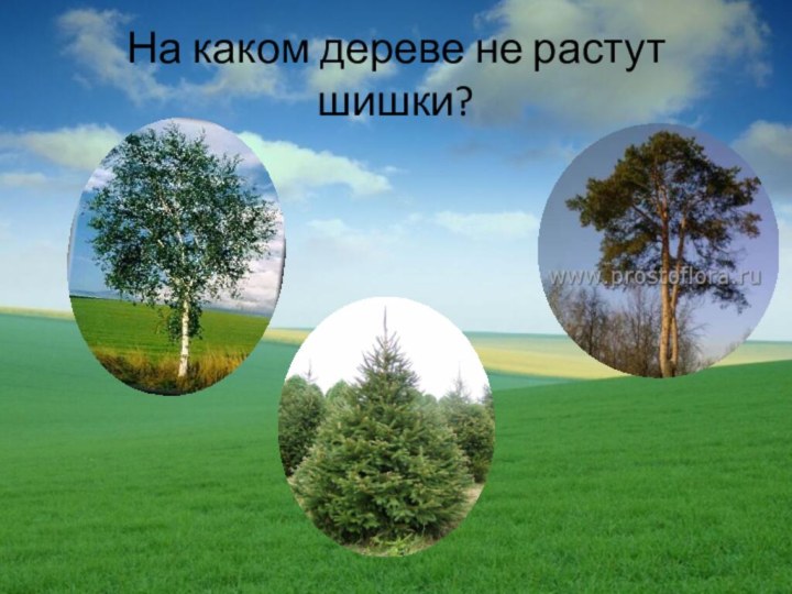 На каком дереве не растут шишки?