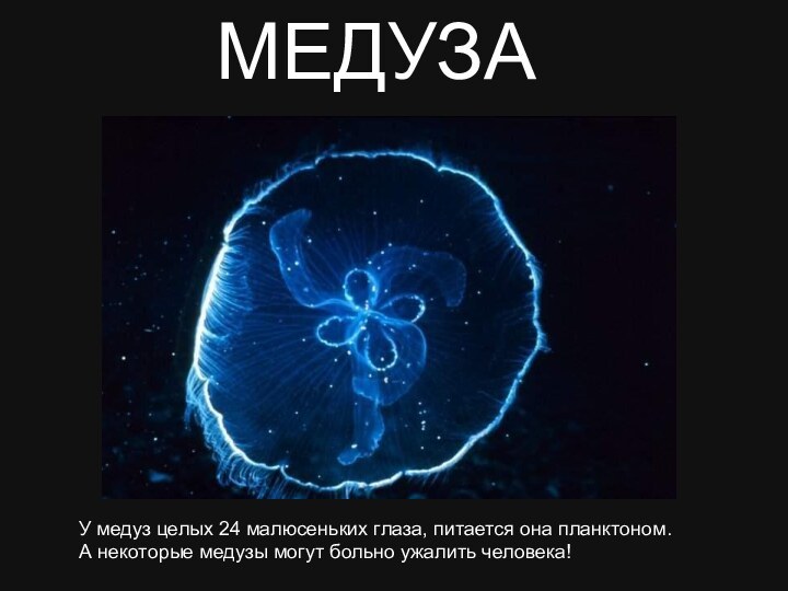 У медуз целых 24 малюсеньких глаза, питается она планктоном.А некоторые медузы могут больно ужалить человека!МЕДУЗА