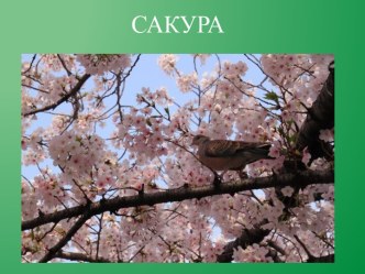 Творческая мастерская Веточки сакуры материал по конструированию, ручному труду (подготовительная группа)