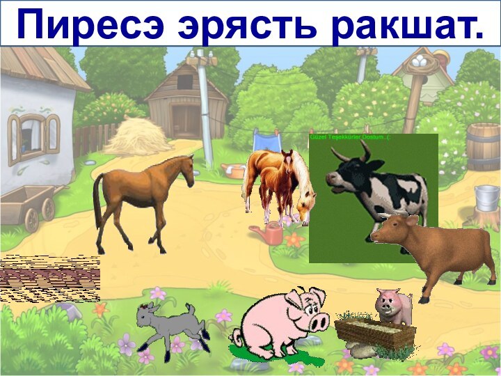 Пиресэ эрясть ракшат.