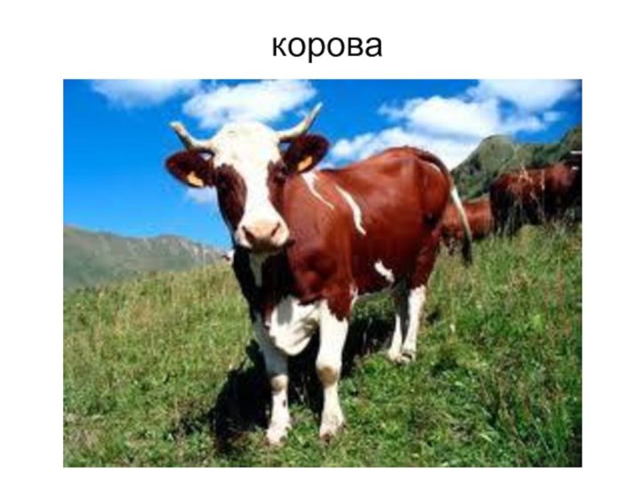 корова