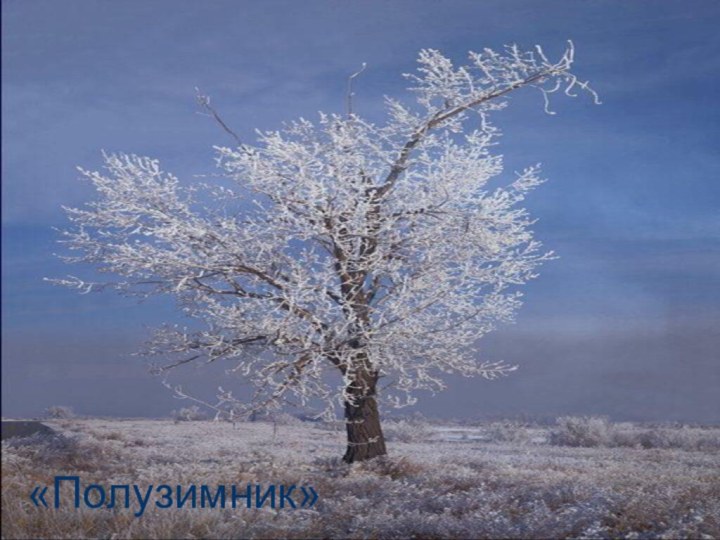 «Полузимник»