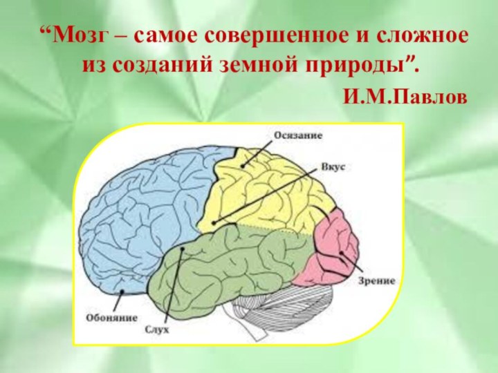 “Мозг – самое совершенное и сложное из созданий земной природы”.