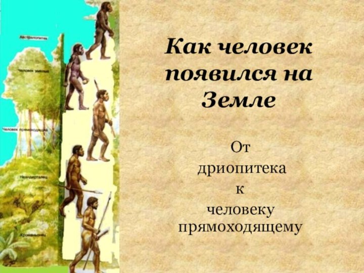 Как человек появился на ЗемлеОт дриопитекакчеловеку прямоходящему