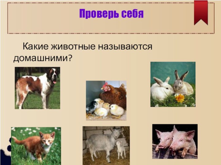 Какие животные называются домашними? Проверь себя