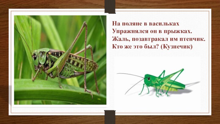 На поляне в василькахУпражнялся он в прыжках.Жаль, позавтракал им птенчик.Кто же это был? (Кузнечик)