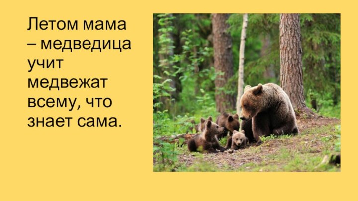 Летом мама – медведица учит медвежат всему, что знает сама.