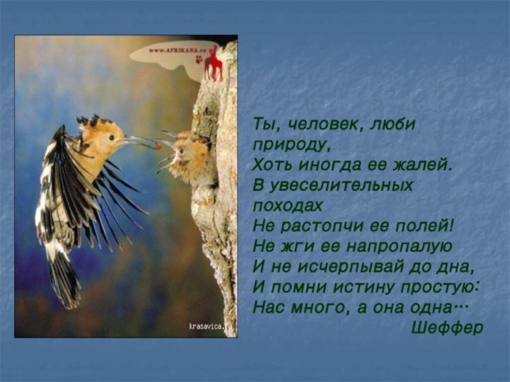 Ты, человек, люби природу,Хоть иногда ее жалей.В увеселительных походахНе растопчи ее полей!Не