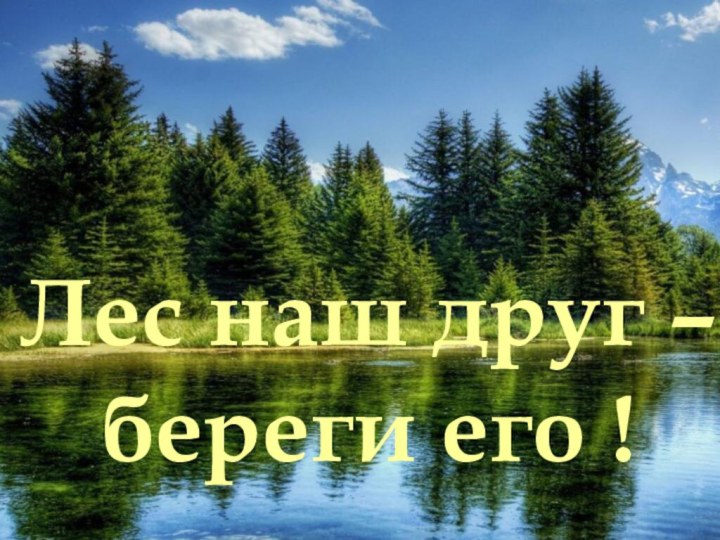 Лес наш друг –береги его !