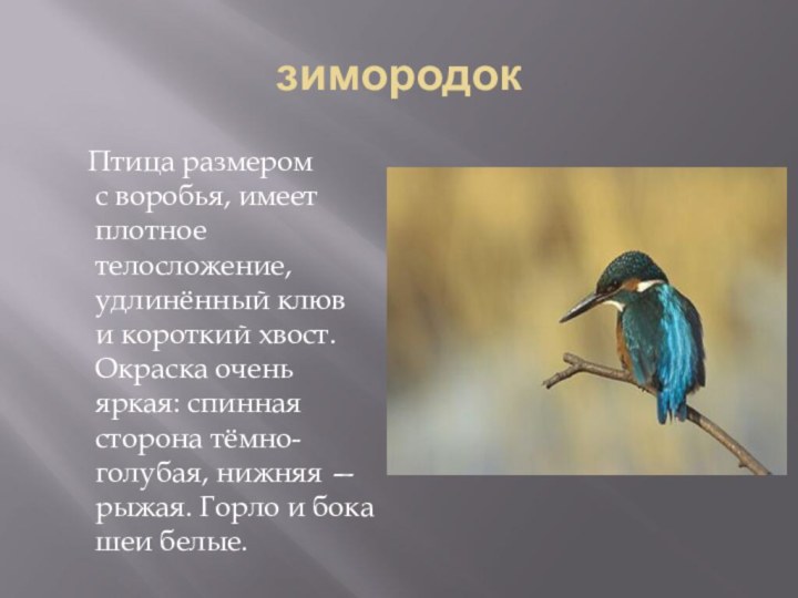 зимородок	Птица размером с воробья, имеет плотное телосложение, удлинённый клюв и короткий хвост. Окраска очень