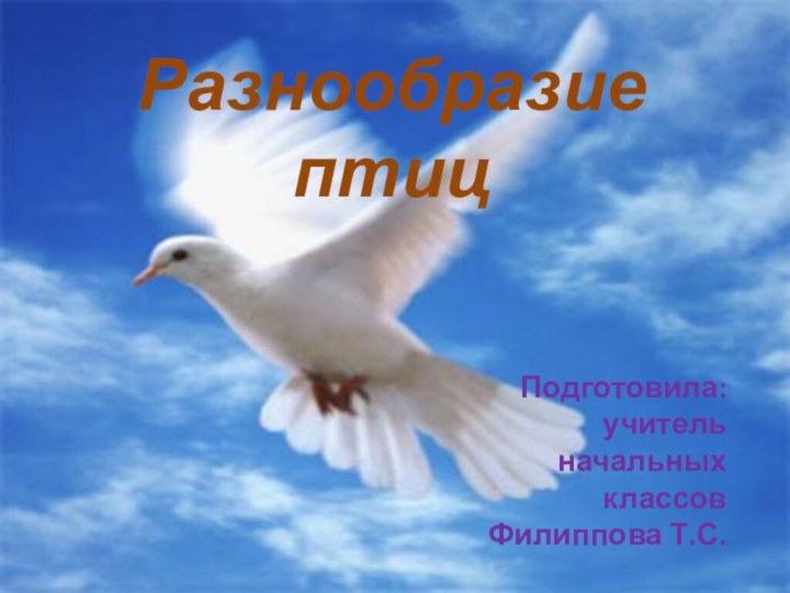 Подготовила:учитель начальных классовФилиппова Т.С.Разнообразие птиц