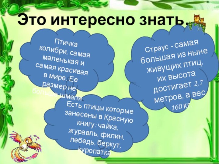 Это интересно знать…Птичка колибри, самая маленькая и самая красивая в мире. Ее