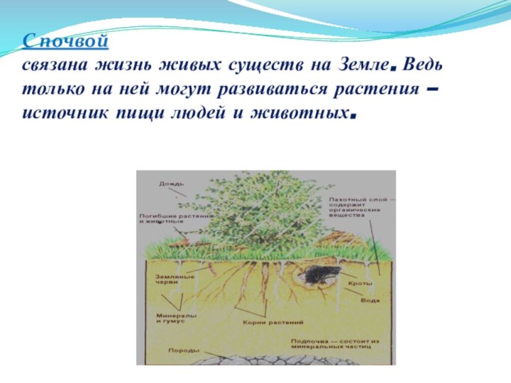 С почвой  связана жизнь живых существ на Земле. Ведь только на