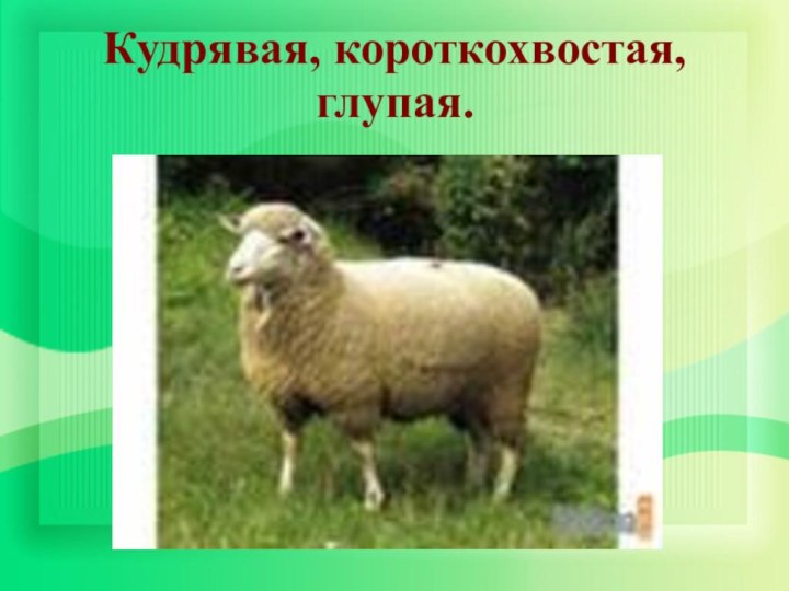 Кудрявая, короткохвостая, глупая.