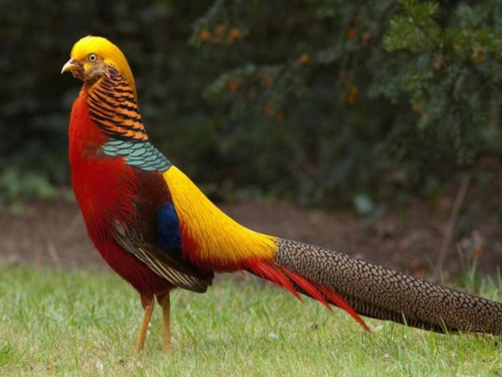 ФАЗАН – птица с красивым ярким опереньем и длинным хвостом
