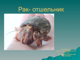 Рак-отшельник (окружающий мир)