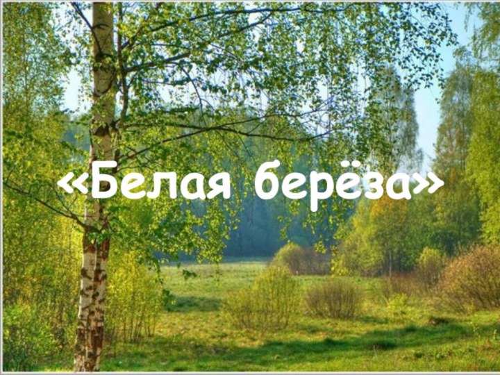 «Белая берёза»