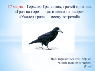 презентация Грач презентация к уроку по окружающему миру (младшая группа)