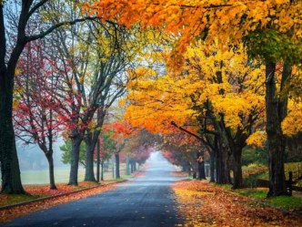 Экологическая тропа презентация к уроку (средняя группа)