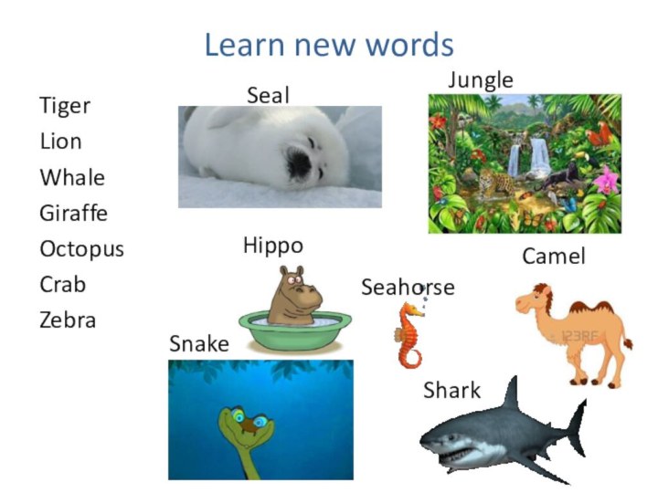 Learn new wordsTigerLionWhaleGiraffeOctopusCrabZebra Jungle Camel Hippo Shark Seahorse Snake Seal