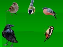 Презентация к проекту Покормите птиц зимой! презентация к уроку по окружающему миру (1 класс)
