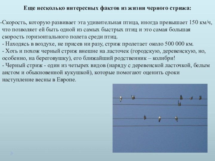 Еще несколько интересных фактов из жизни черного стрижа:Скорость, которую развивает эта удивительная