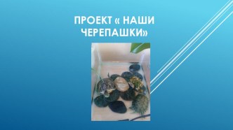 Проектная деятельность Черепашки презентация к уроку