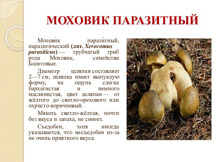 МОХОВИК ПАРАЗИТНЫЙ	Мохови́к парази́тный, паразити́ческий (лат. Xerocomus parasiticus) — трубчатый гриб рода Моховик, семейства Болетовые.	Диаметр  шляпки составляет