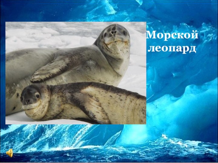 Морской леопард