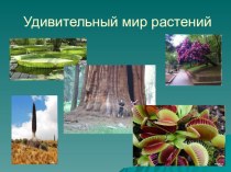 Презентация к уроку Корни растений план-конспект урока по окружающему миру (3 класс) по теме