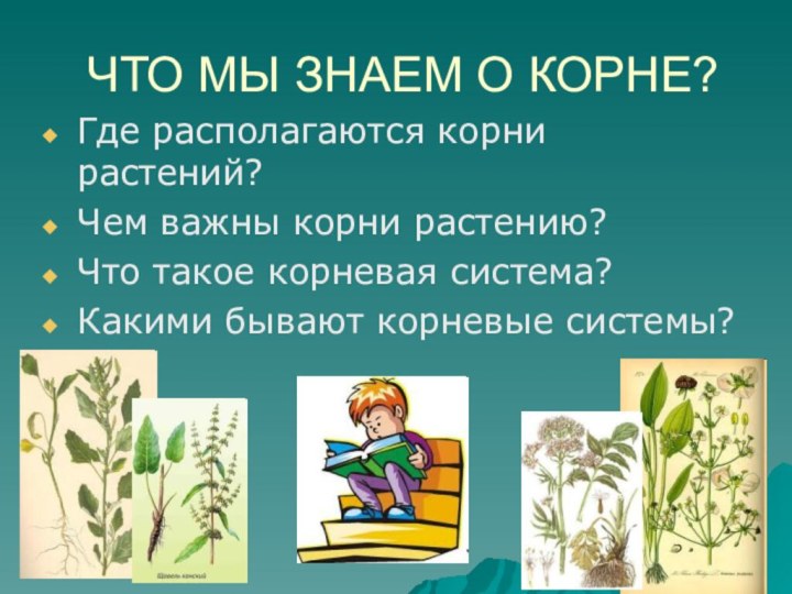 ЧТО МЫ ЗНАЕМ О КОРНЕ?Где располагаются корни растений?Чем важны корни растению?Что такое