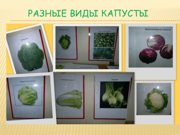 Разные виды КАПУСТЫ