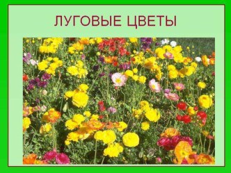 Презентация к занятию по природному миру Прогулка по лугу презентация к уроку по окружающему миру (старшая группа)