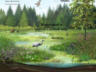 Презентация Растительный и животный мир водоёмов презентация по окружающему миру по теме
