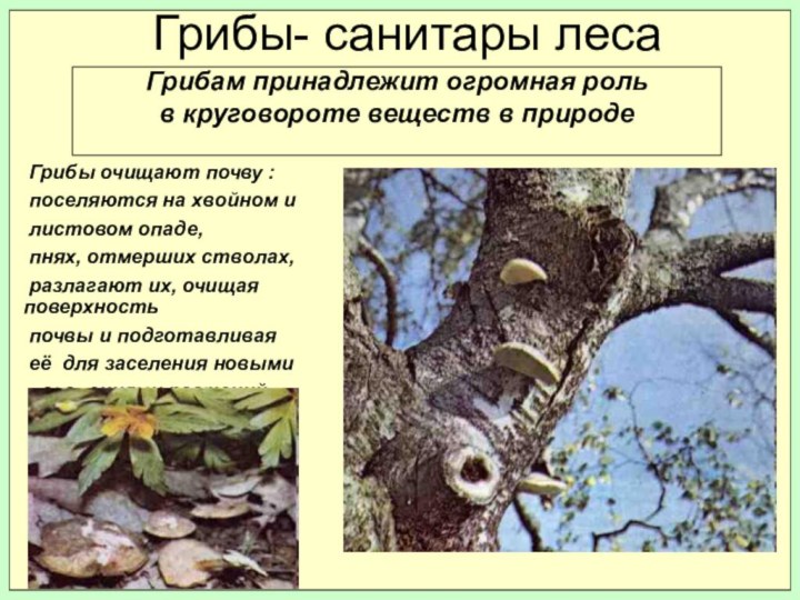 Грибам принадлежит огромная рольв круговороте веществ в природеГрибы- санитары леса