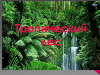 Тропический лес