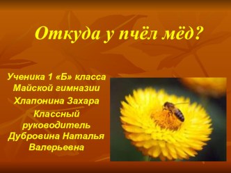 Исследовательская работа ученика 1 Б класса Хлапонина Захара Откуда у пчёл мёд? презентация к уроку (1 класс) по теме