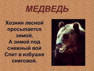 Презентация Медведь презентация к уроку по окружающему миру (1 класс)