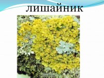 Презентация по окр. миру Лишайник презентация к уроку по окружающему миру (4 класс)