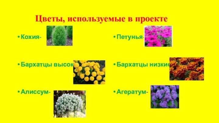 Цветы, используемые в проектеКохия-Бархатцы высокие-Алиссум-Петунья- Бархатцы низкие-Агератум-