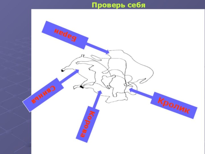 Проверь себя СвиньяКороваБаранКролик