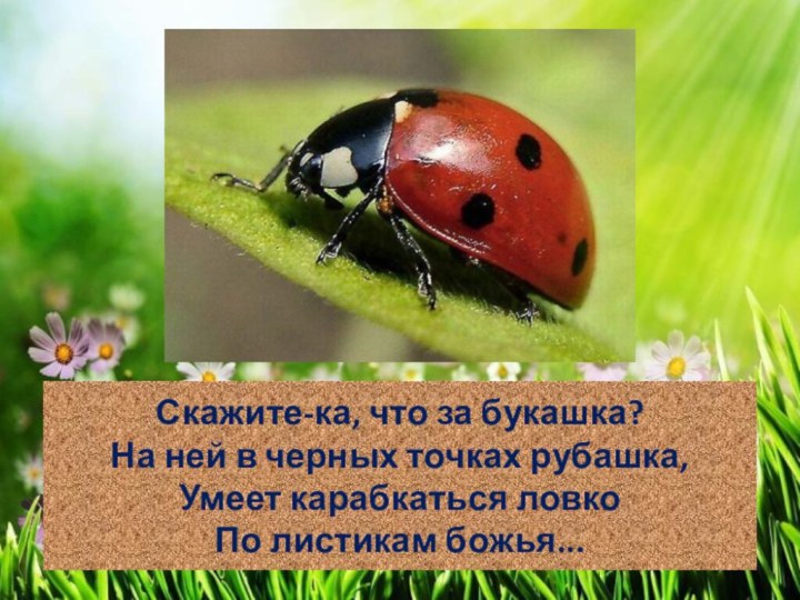 Скажите-ка, что за букашка? На ней в черных точках рубашка, Умеет карабкаться